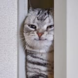 Meowskers