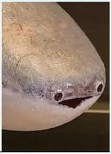 65765894