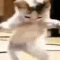 catshakira-cat_thumb.jpg