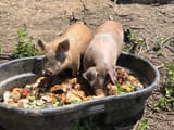 Spear&#039;s+Pigs+Enjoy+the+Food+Scraps+from+Creekside+Families+(PHOTO+PROVIDED+BY+BETHANY+SPEAR)