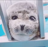 cutie