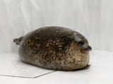 roundseal