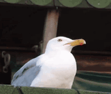 45234242343