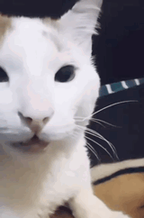 daksavedme-scary-cat-laugh