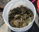 1280px-Shore_crabs_in_a_bucket