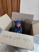 stupid cat