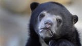 reddit the bear
