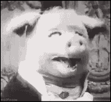 pig
