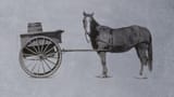 cart before horse
