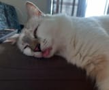 sleeberblep