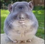 NZXT CHINCHILLA CYCLOPS