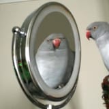 birb inna mirror