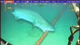 sharkinternet