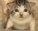 1727914875774540_thumb.jpg