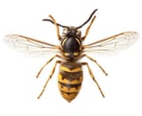 wasp-control-1920w