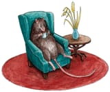 homebody-rats