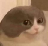 funny cat with no ears