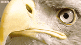 0UCC1udD4zsF5yTE3_IBeJl1XeMZR5RGWBGDcj-_yv0