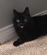 waryblep