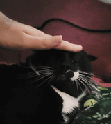 pet-hard