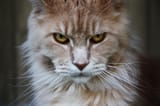 Why-do-Maine-coons-look-angry-03-2861574135