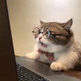 Computer Cat