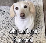 1742969484771755