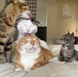 cat stack