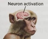 neuron_activation