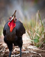 Tanda-Tula-Ground-Hornbill