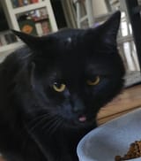 hungryblep