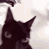 cat insane