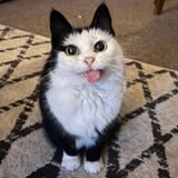 blepster