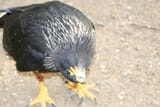Striated-Caracara-3-1