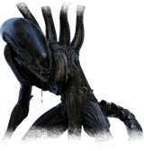 Xenomorph