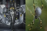 Orb weaver