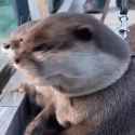 Otter gasp_thumb.jpg