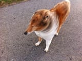 windy collie
