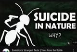 die