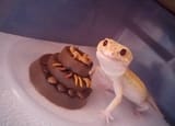LizardCake