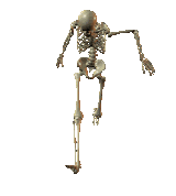 skeleton