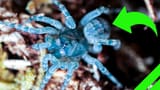 cobalt blue tarantula