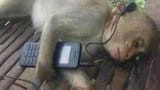sad monkey music