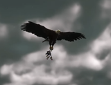 CHADow X Hawkhawk generations