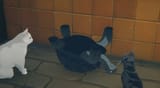 cats_tortoise