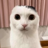 cat with no ears (2)