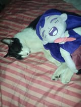 Sleeping cuties