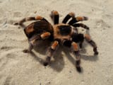 1200px-Brachypelma_smithi_2009_G03