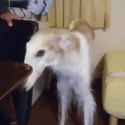 snoopa-borzoi_thumb.jpg