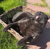 sunbaskingblep